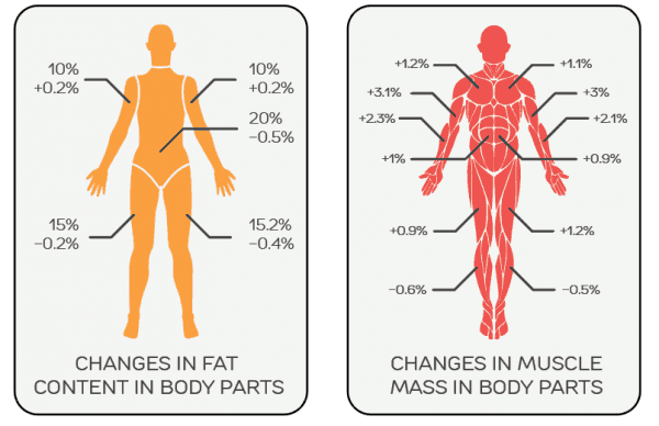 what is body composition best described as