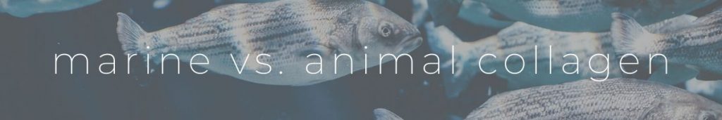 Marine Animal Collagen Supplement